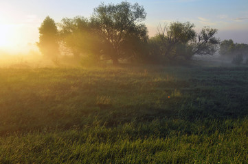 Dawn in the forest