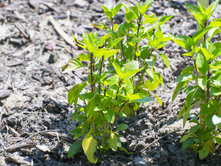 Sweet basil (Ocimum basilicum)
