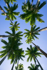 Tall Royal Palm Trees Botanic Garden Rio