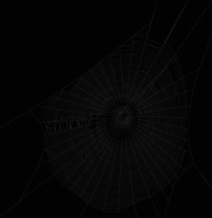 white isolated large spider web illustration