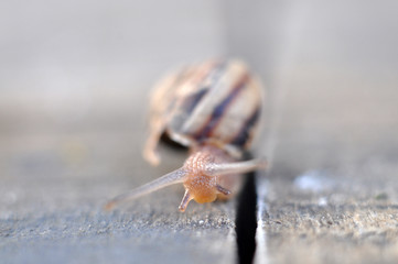 Garden snail