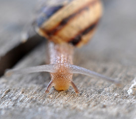 Garden snail