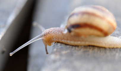 Garden snail