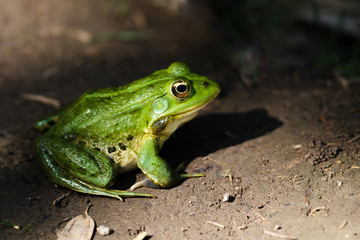 Teichfrosch
