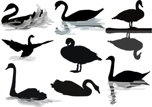 eight swans isolated on white