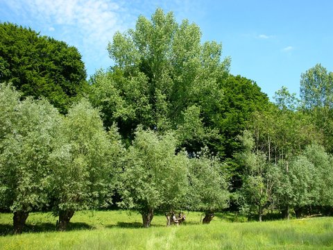 Gr&uuml;ne Wiese mit B&auml;umen im Fr&uuml;hling am Gr&uuml;tebach in Oerlinghausen am Barkhauser Weg im Sommer bei blauem Himmel und Sonnenschein bei Bielefeld im Teutoburger Wald in Ostwestfalen-Lippe