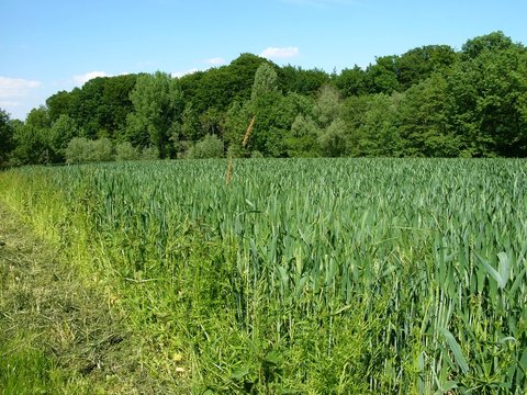 Gr&uuml;nes Feld am Gr&uuml;tebach zwischen Oerlinghausen und Asemissen am Barkhauser Weg im Sommer bei Sonnenschein bei Bielefeld am Teutoburger Wald in Ostwestfalen-Lippe