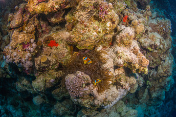 Fototapeta na wymiar Clownfish