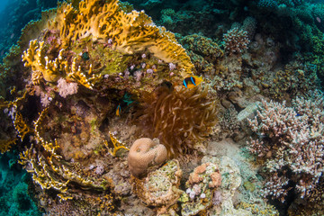 Clownfish