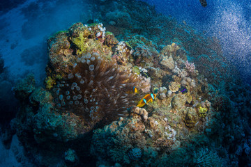 Clownfish