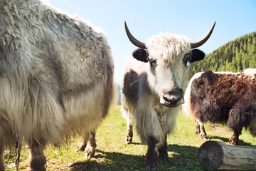 Crédence de cuisine en verre imprimé Vache Tibetan Yaks horns grazing in mountain