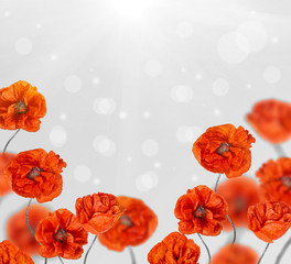 Fototapeta na wymiar poppy flowers half frame on grey background