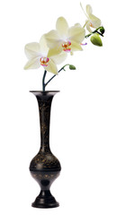 Obraz premium yellow orchid flower in black vase