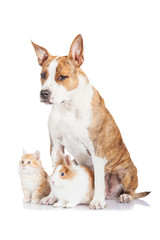 Funny american staffordshire terrier dog with rabbit and kitten