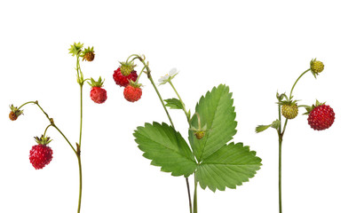 wild strawberry with ripe berries collection