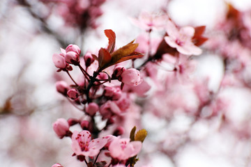 Blooming tree twigs with pink flowers in spring close up