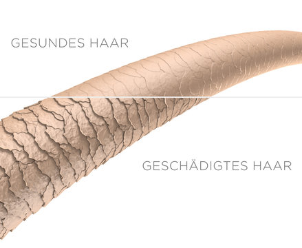 Haar-Struktur - gesundes und gesch&auml;digtes Haar: 3D-Illustration