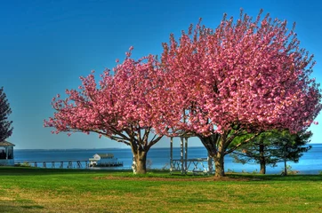 Keuken foto achterwand Lente Spring in Maryland