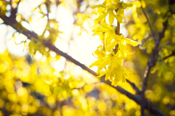 Blooming Forsythia, Spring background with yellow flowers tree branches