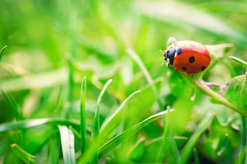 Ladybird in garden, close up