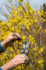 Old woman using garden pruner, spring background