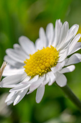 Obraz premium Margherita 