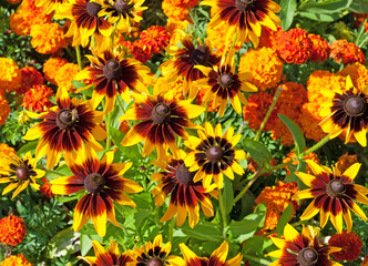 Sonnenhut mit Tagetes