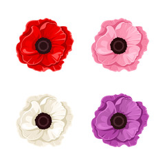 Four colorful poppies. Vector illustration.