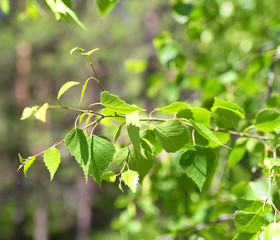 birch leaves