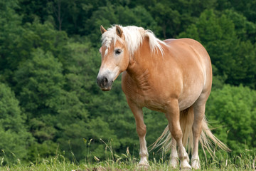 Naklejka na ściany i meble Horse Standing on Pasture