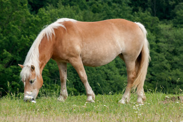 Naklejka na ściany i meble Brown Horse on Pasture