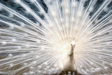 Obraz premium Biały Paw