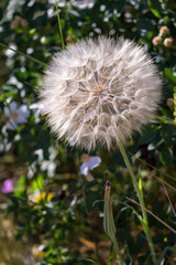 Diente de León Gigante