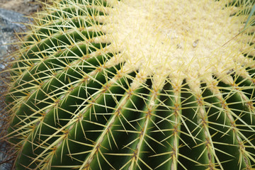 Cactus