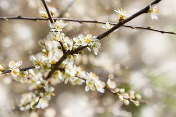 Obraz premium photo of blossoming tree brunches with white flowers on bokeh green background