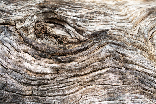 Macro of a bark of olive tree