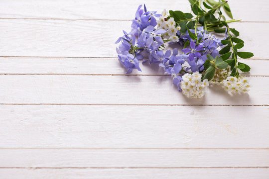 Background with  blue  and white  flowers