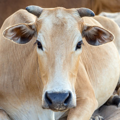 cow asia