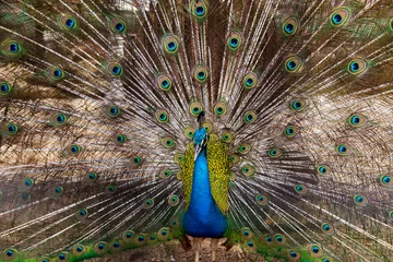 Fotobehang Peacock Feathers blue birds © Emoji Smileys People