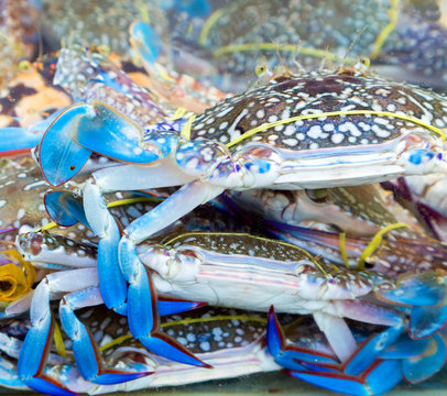 blue crab market