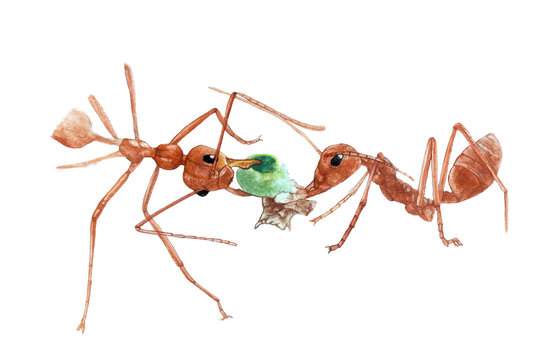 social ant illustration
