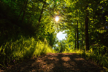 Wanderweg durch den Wald, am Morgen