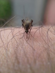 Комар сосёт кровь