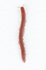 Millipede walking on white background