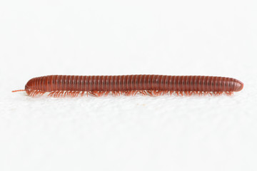 Millipede walking on white background
