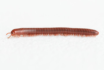 Millipede walking on white background