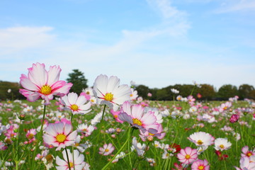 昭和記念公園のコスモス祭り