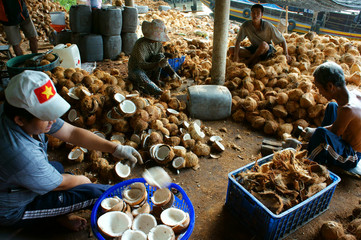 Asian worker, coconut, copra, material, Mekong Delta