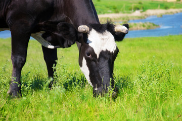 Black cow eating grass on a meadow