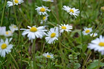 Wiese mit mehreren Gänseblümchen © kollho